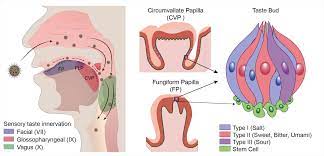 Maybe you would like to learn more about one of these? Why Do We Lose Our Sense Smell Taste With Covid