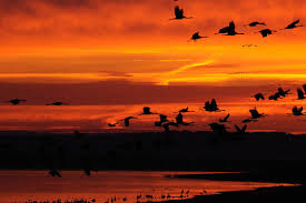 RÃ©sultat de recherche d'images pour "photos grues cendrÃ©es lac du der"