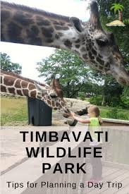 6 reviews for timbavati wildlife park. Planning A Day Trip To Timbavati Wildlife Park Vacationmaybe