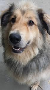 Find the perfect leonberger puppy for sale in north carolina, nc at puppyfind.com. Adopt George On Petfinder Leonberger Dog Huge Dog Dog Photos