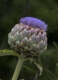 So Artichokes Are Actually Flowers Here S Proof Artichoke Flower Artichoke Flowers