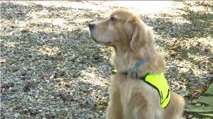 You can also find us on facebook at henry akc goldens for the latest! Ohio S W A G S 4 Kids Matches Children With Service Dogs
