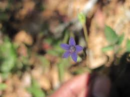 Image result for Wahlenbergia androsacea