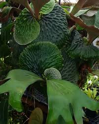 Image result for Platycerium