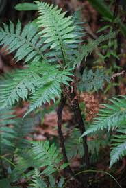 Image result for Amblovenatum opulentum