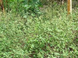 Image result for Boerhavia