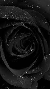 Black Rose Black Roses Wallpaper Black Glitter Wallpapers Black Phone Wallpaper