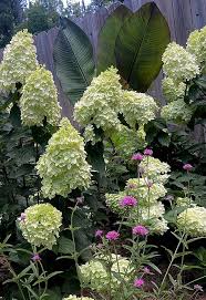 Image result for Gaertnera paniculata
