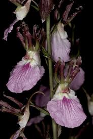 Image result for Eulophia