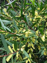 Image result for Acacia permixta