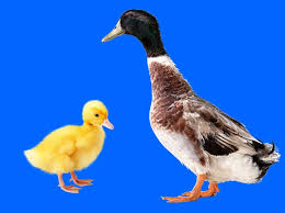 Maybe you would like to learn more about one of these? Hinh áº£nh Con Vá»‹t Ä'áº¹p Chuáº©n
