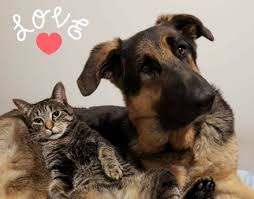 Please call to schedule an appointment to meet adoptable dogs! Paws Peoples Animal Welfare Society