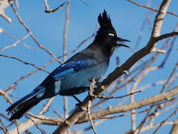 Birds Native To Colorado Springs Steller S Jay Colorado Springs Co May 2014 Bird Life List Birds Animal Species