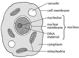 Study the two diagrams of plant and animal cells below. Summary Cells As The Basic Units Of Life Siyavula
