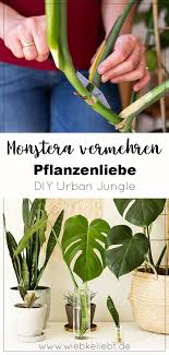 Monstera Vermehren Und Pflegen Diy Urban Jungle Diy Blog Do It Yourself Anleitungen Zum Selbermachen Wiebkeliebt Monstera Vermehren Pflanzen Fur Zu Hause Pflanzen