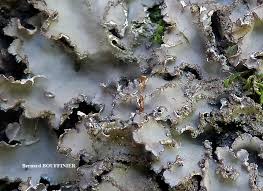 Image result for Hyparrhenia collina