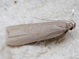 Image result for Acompsia subpunctella