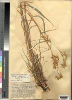 Image result for Cymbopogon caesius