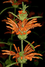 Image result for Leonotis myrothamnifolia