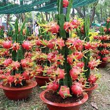 The dragon fruit cactis fruit name is interchangeable with pitaya fruit or also pitahaya fruit (also pitajaya fruit) and sometimes strawberry pear or as one word, strawberrypear. Bonsai Pitaya Seeds Dwarf Dragon Fruit Seeds 200pcs Pack Dwarf Fruit Trees Fruit Seeds Dwarf Plants