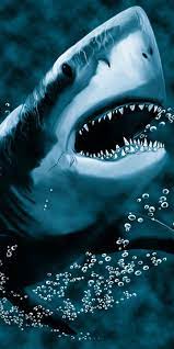 Tiburon Blanco Imagenes De Tiburones Fondo De Pantalla De Samsung Fondos De Pantalla Animales