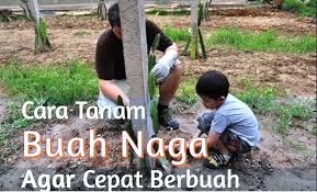 Namun, pastikan memilih tanaman sayur yang cepat tumbuh untuk ditanam di rumah serta mudah perawatannya. 9 Langkah Menanam Buah Naga Cepat Berbuah Dan Panjang Umur