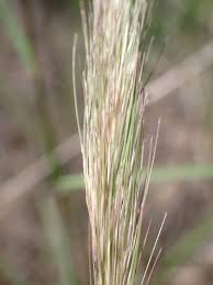 Image result for Aristida congesta