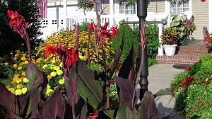 Check spelling or type a new query. Canna Lily Black Knight American Meadows