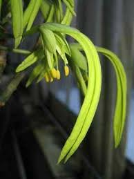 Image result for Crateva eminens