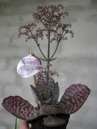 Kalanchoe Humilis Surprising Desert Indoor Flowers Desert Plants Plant Life