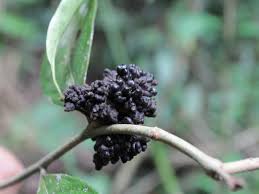 Image result for Peraceae