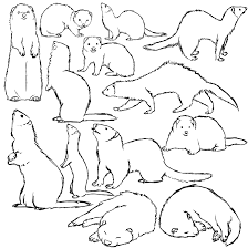 Ferret Sketch Dump By Sanjanastone On Deviantart Ferret Tattoo Ferret Pet Ferret