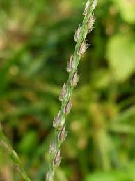 Image result for Digitaria brazzae
