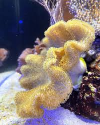 Image result for Sarcophyte