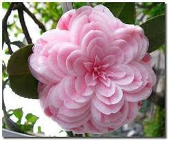 Camellia X Williamsii Formal Double Unusual Flowers Beautiful Flowers Amazing Flowers