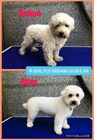 Royal pet beauty shop is located in minneapolis city of minnesota state. Royal Pets Grooming Salon Spa Home Facebook