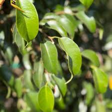 Image result for Ficus benjamina