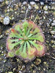 Image result for Drosera dielsiana
