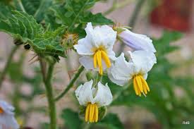 Image result for Solanum sp. A