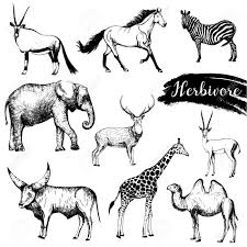 See more ideas about herbivorous animals, animals, animals beautiful. Set Of Sketch Style Hand Drawn Herbivore Animals Isolated On Royalty Free Cliparts Vectors And Stock Illustration Image 92391550