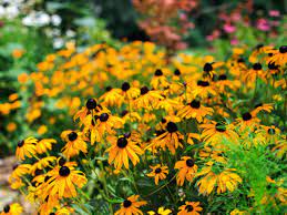 Our perennials come in a huge range of flower and foliage colors, heights and shapes, giving you an endless opportunity to express your creativity. What Is A Perennial Diy