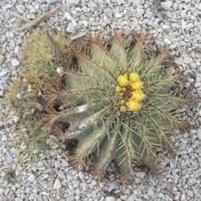 How do you get a cactus to bloom? Cactus And Succulents Forum How Long Can Succulents Survive In Shipping Garden Org