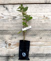 Image result for Goat Willow