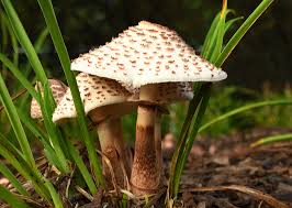 Image result for Lepidagathis pallescens