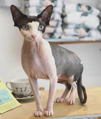 Sphynx Kitty Hairless Cat Cat Breeds Cute Cats