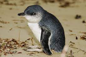 Fairy Penguin Penguins Australian Animals Baby Fairy