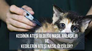 kedimin atesi oldugunu nasil anlarim kedilerin atesi nasil olculur