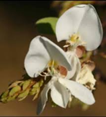 Image result for Adenia karibaensis