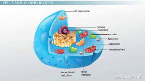 Dna and rna syntheses occur within the nucleus. Where Is The Nucleus Located In A Cell Video Lesson Transcript Study Com