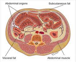 Visceral Fat J W Nuclear Medicine 27 Justin Street Smithfield